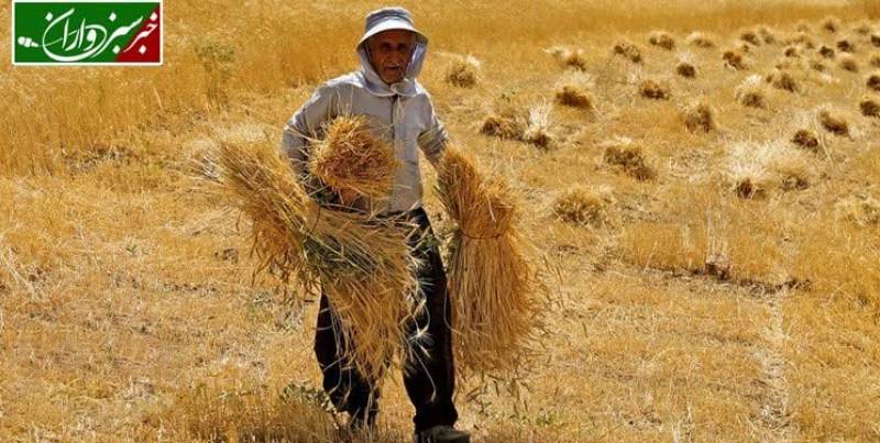 گندم‌کاران جنوب کرمان برای ثبت کشت قراردادی با تعاون روستایی اقدام کنند